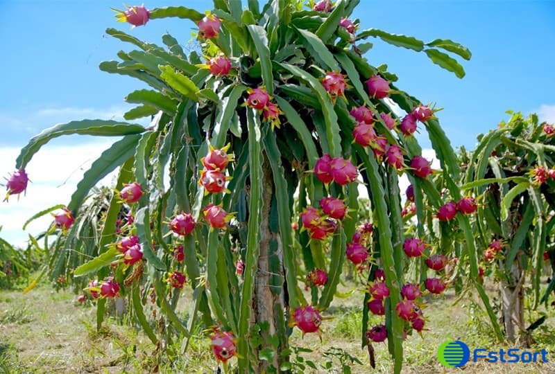 images/1679386962870fruit processing line.jpg